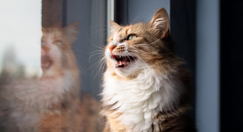 به چه دلیل گربه‌ها با دیدن پرنده‌ها دیوانه می‌شوند؟