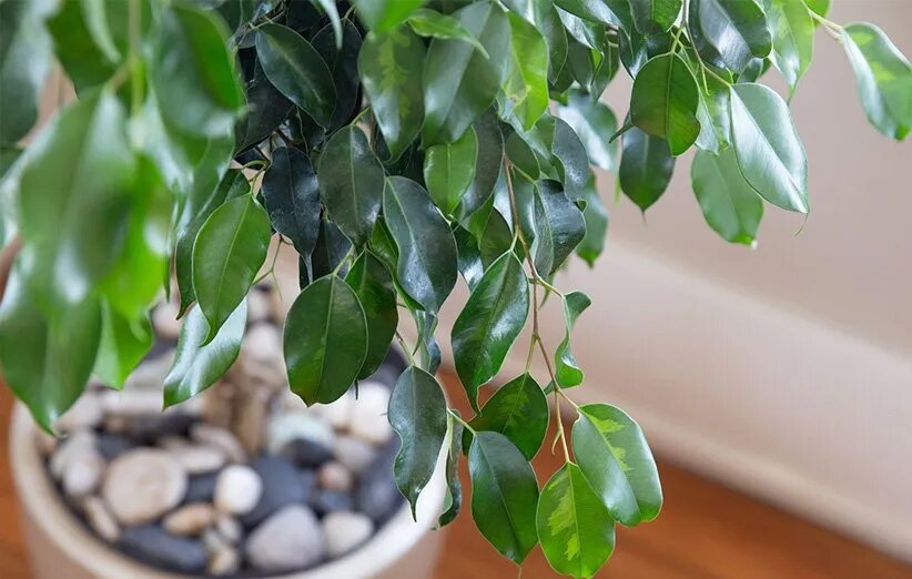 بهترین گیاهان برای تصفیه هوای خانه و اداره از نگاه ناسا + روش نگهداری