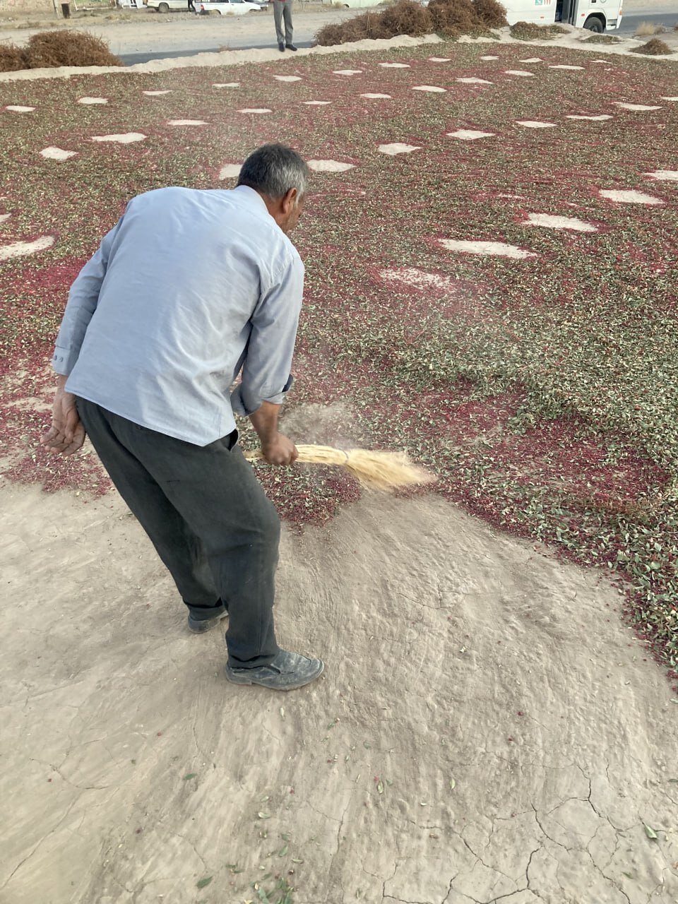 روستایی با طعم جهانی | رنگ این روستا زرشکی است