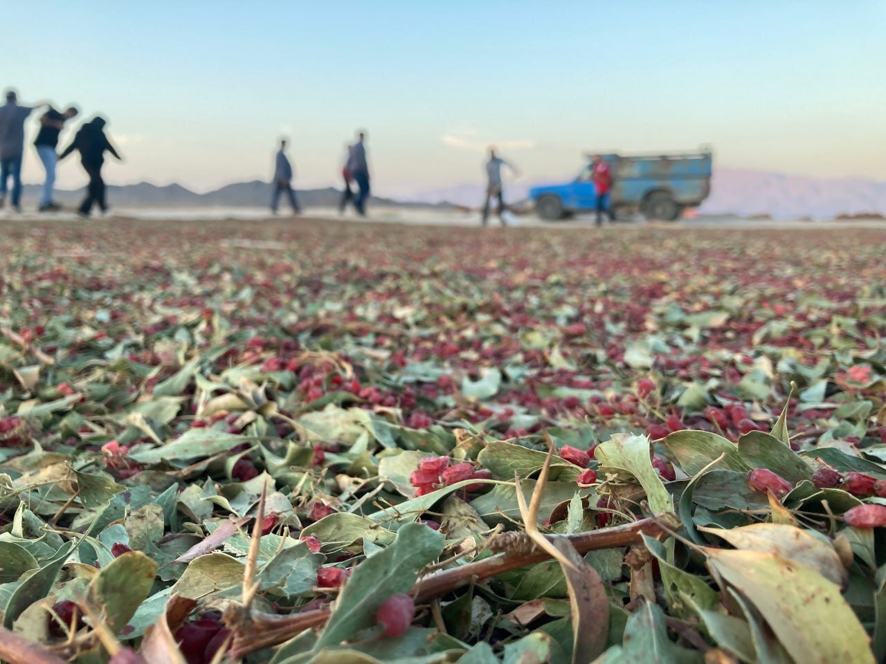 روستایی با طعم جهانی | رنگ این روستا زرشکی است