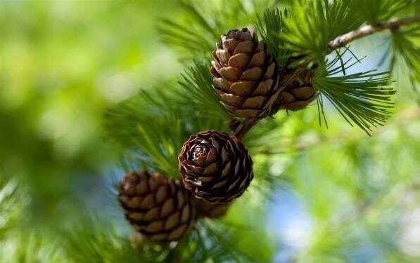 علم، پشت یک تجربه خوشایند | چرا بوی کاج حال ما را بهتر میکند؟