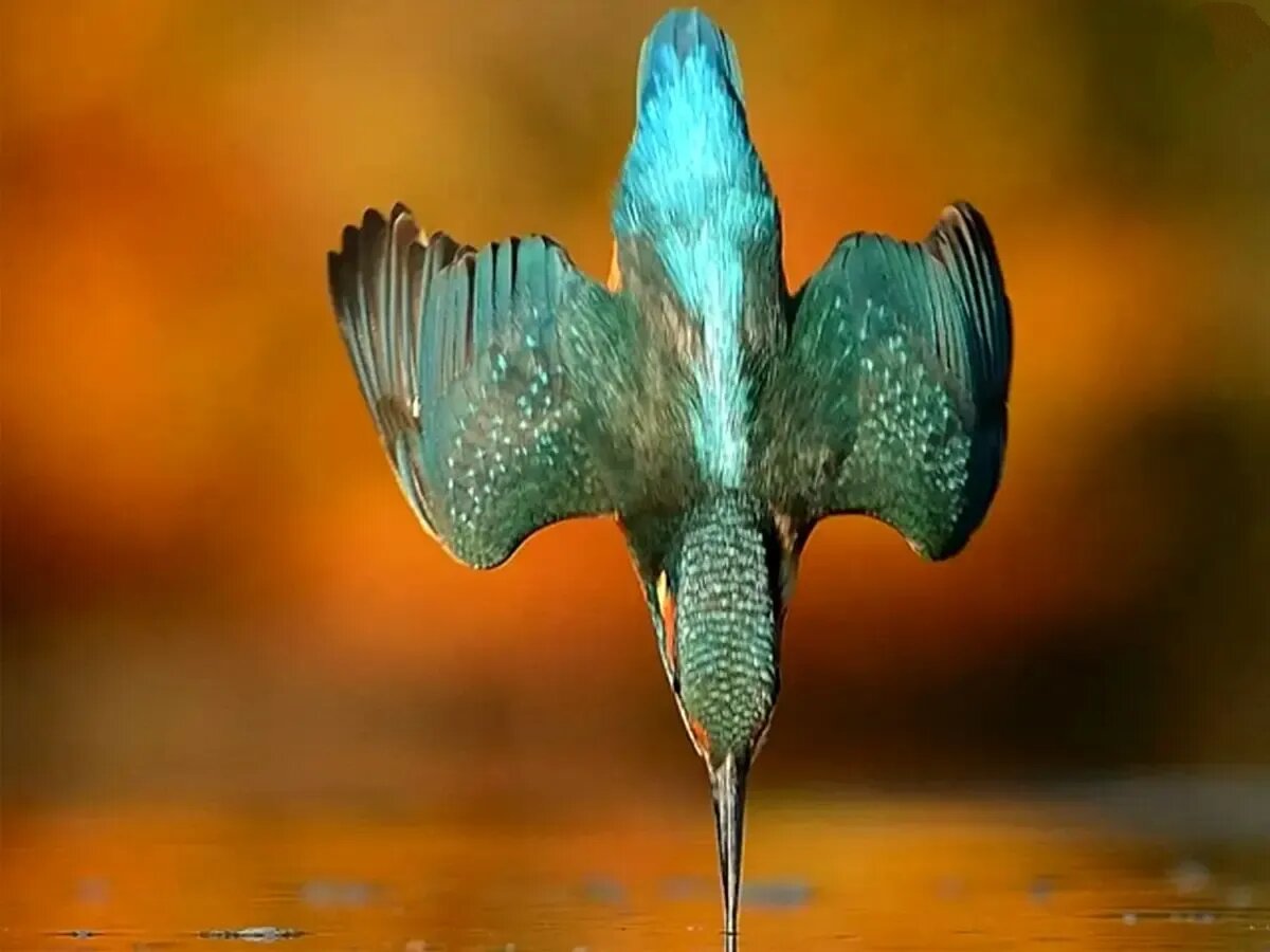 ۶ سال انتظار برای گرفتن این عکس استثنایی! | عکس