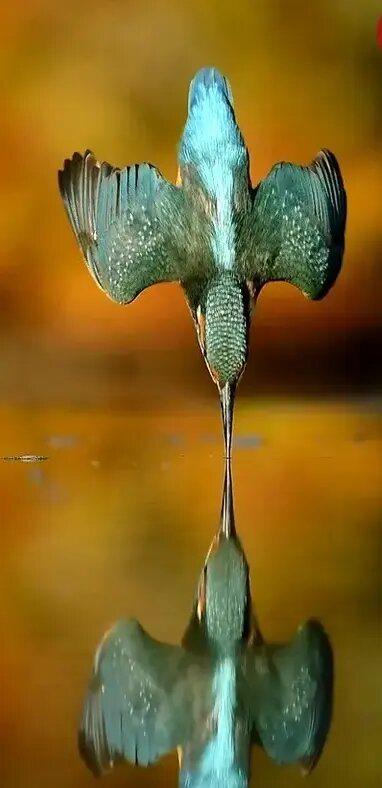 ۶ سال انتظار برای گرفتن این عکس استثنایی! | عکس