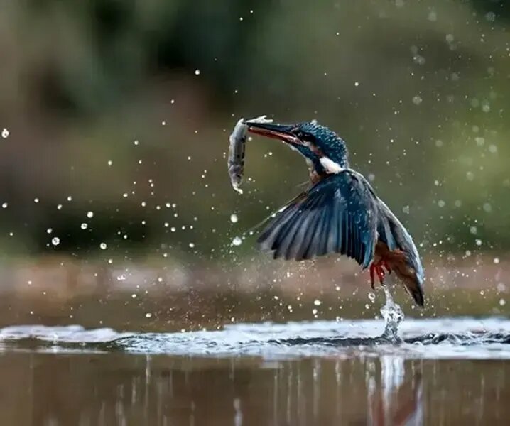 ۶ سال انتظار برای گرفتن این عکس استثنایی! | عکس