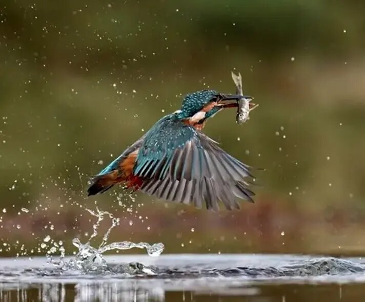 ۶ سال انتظار برای گرفتن این عکس استثنایی! | عکس