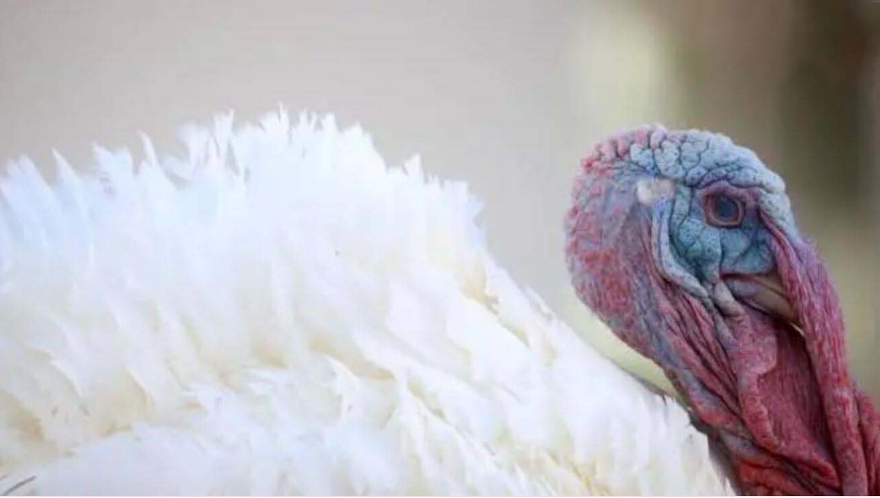 آخرین مراسم عفو بوقلمون توسط ترامپ در کاخ سفید | تصاویر