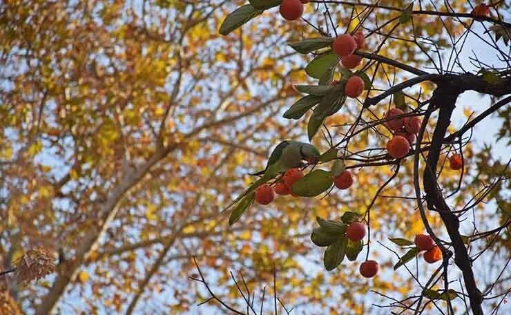 گشتی پاییزی در باغ ایرانی