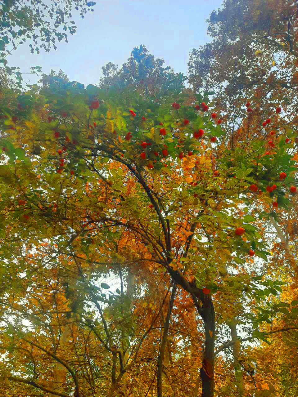 گشتی پاییزی در باغ ایرانی