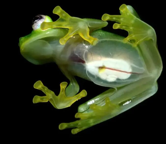 شگفت‌انگیزترین قورباغه‌های جهان | عکس