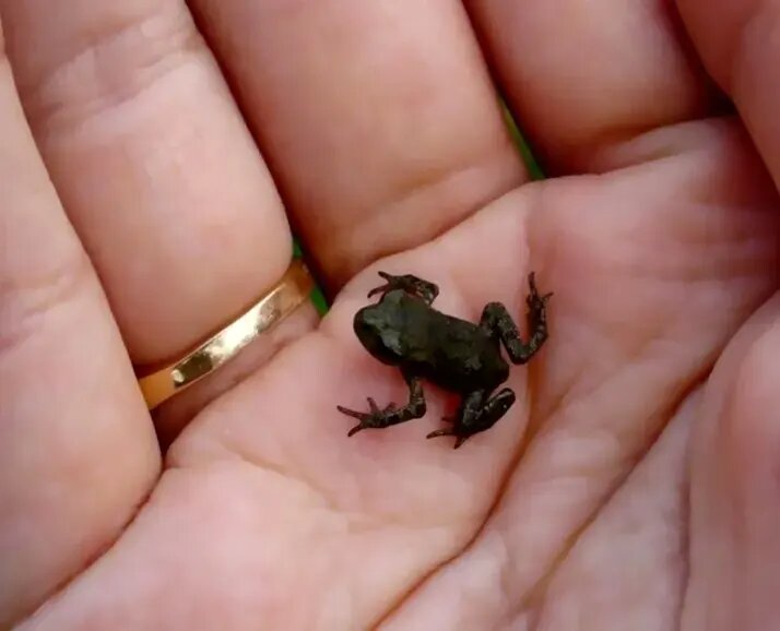 شگفتانگیزترین قورباغههای جهان | عکس