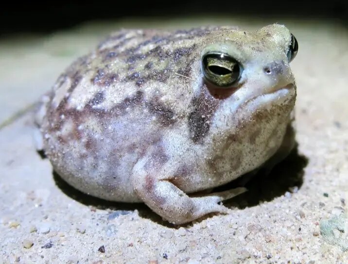 شگفتانگیزترین قورباغههای جهان | عکس