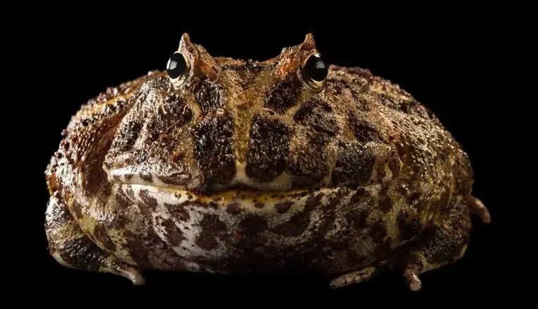 شگفت‌انگیزترین قورباغه‌های جهان | عکس