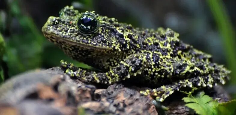 شگفتانگیزترین قورباغههای جهان | عکس