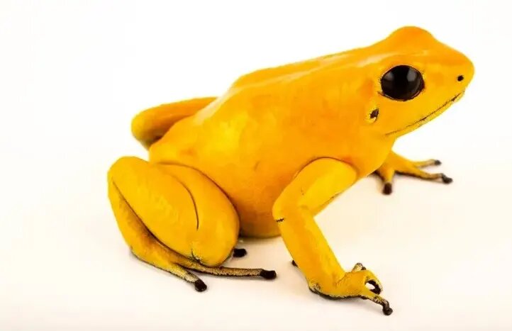 شگفتانگیزترین قورباغههای جهان | عکس