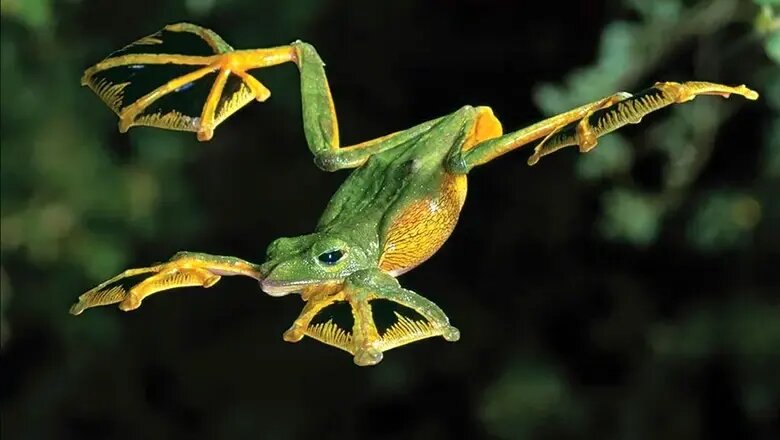 شگفت‌انگیزترین قورباغه‌های جهان | عکس