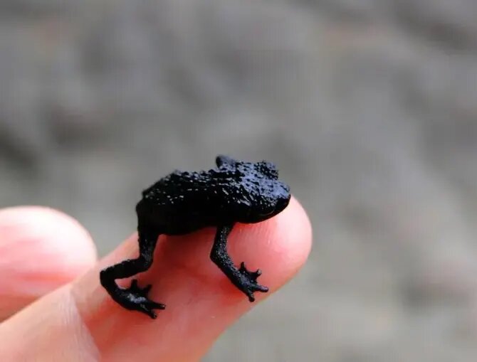 شگفت‌انگیزترین قورباغه‌های جهان | عکس