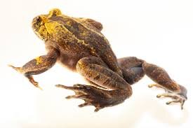 شگفت‌انگیزترین قورباغه‌های جهان | عکس