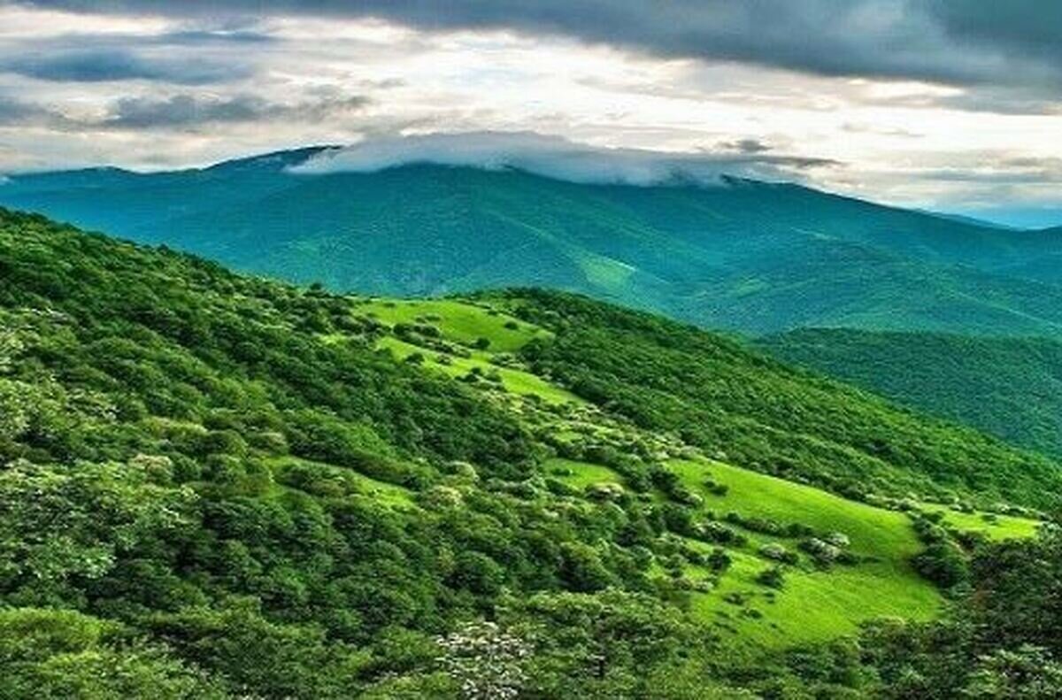 گنجینه های سبز ایران | چند پهنه جنگلی در کشور وجود دارد؟