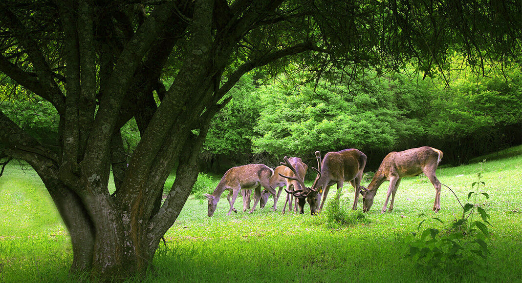 گنجینه های سبز ایران | چند پهنه جنگلی در کشور وجود دارد؟