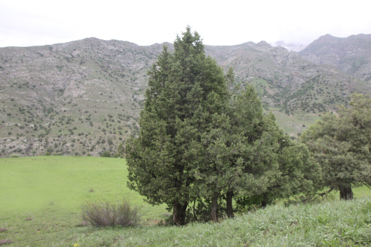 گنجینه های سبز ایران | چند پهنه جنگلی در کشور وجود دارد؟