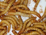 داستان پرورش کرم در سازمان فناوری اطلاعات چه بود؟ + ویدئو