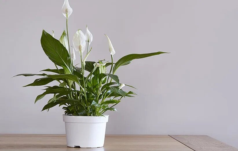 ۵ گیاه آپارتمانی اکسیژن ساز با روش نگهداری آسان