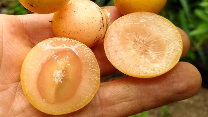 میوه ای که شما را از خوردن شربت گلودرد بی نیاز می کند!