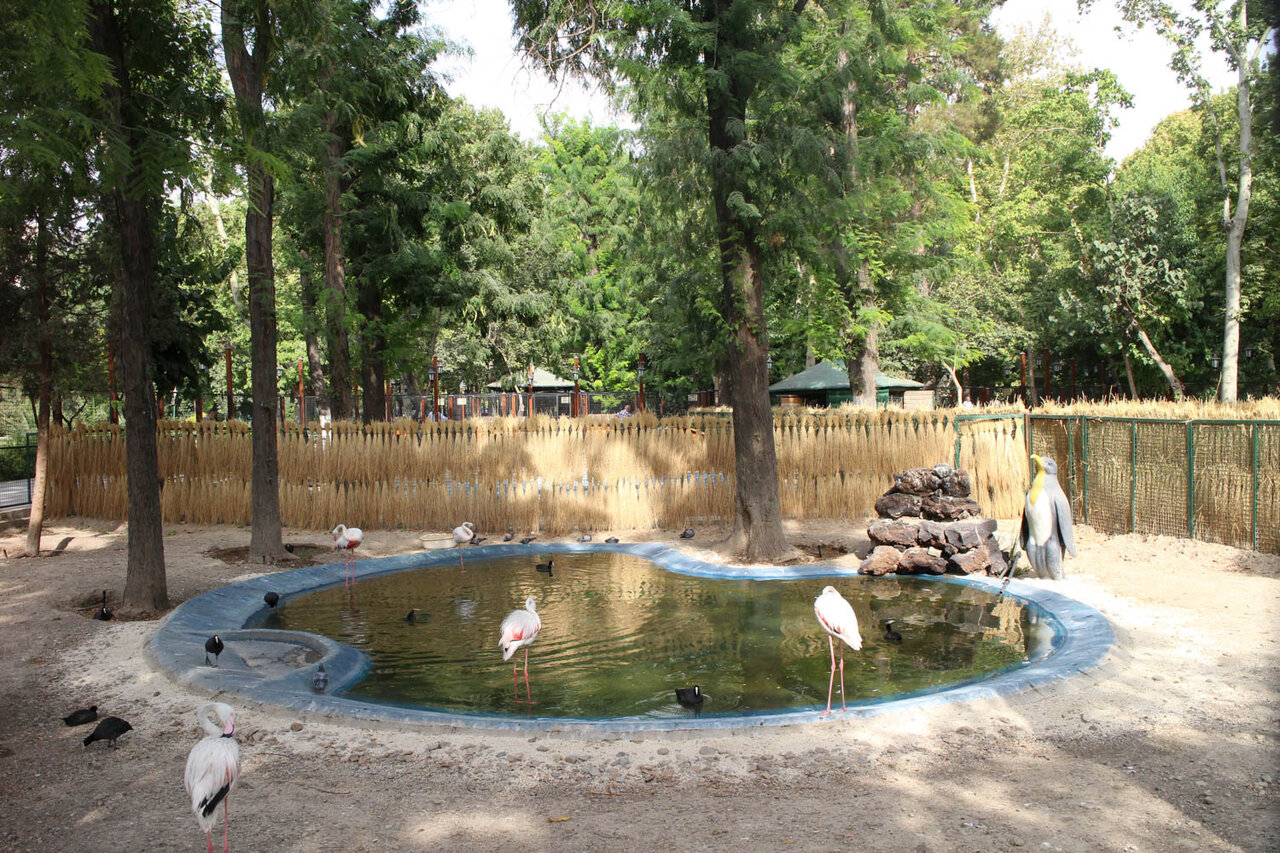 پرندهنگری در آسمان تهران