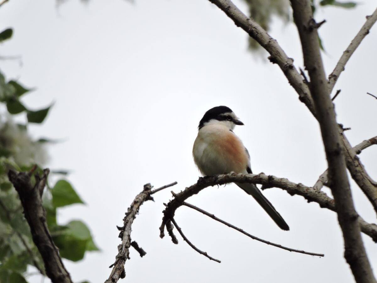پرندهنگری در آسمان تهران