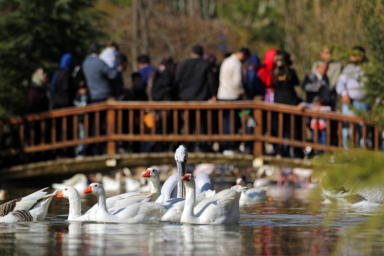 پرندهنگری در آسمان تهران
