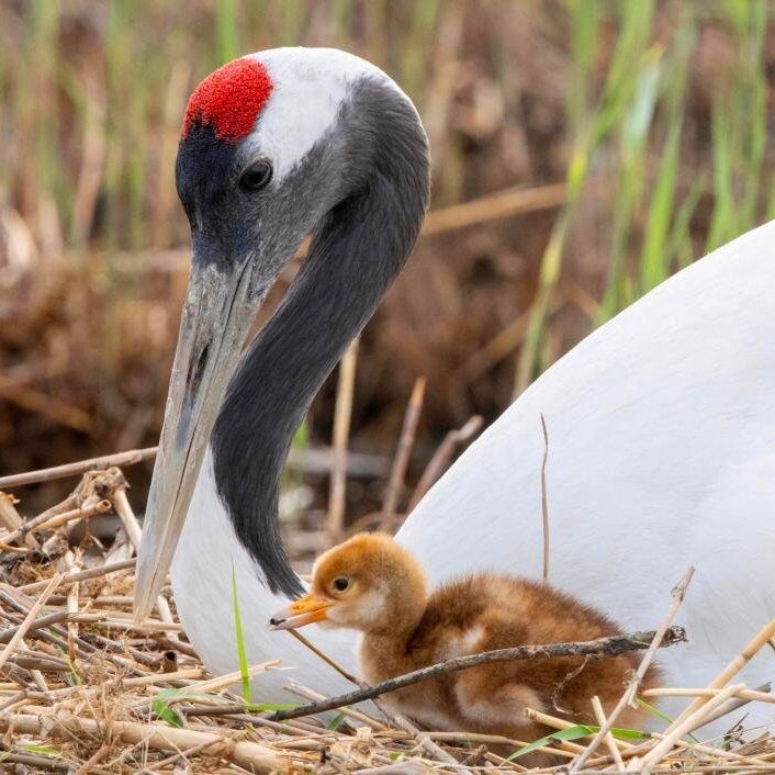 پرندهنگری در آسمان تهران