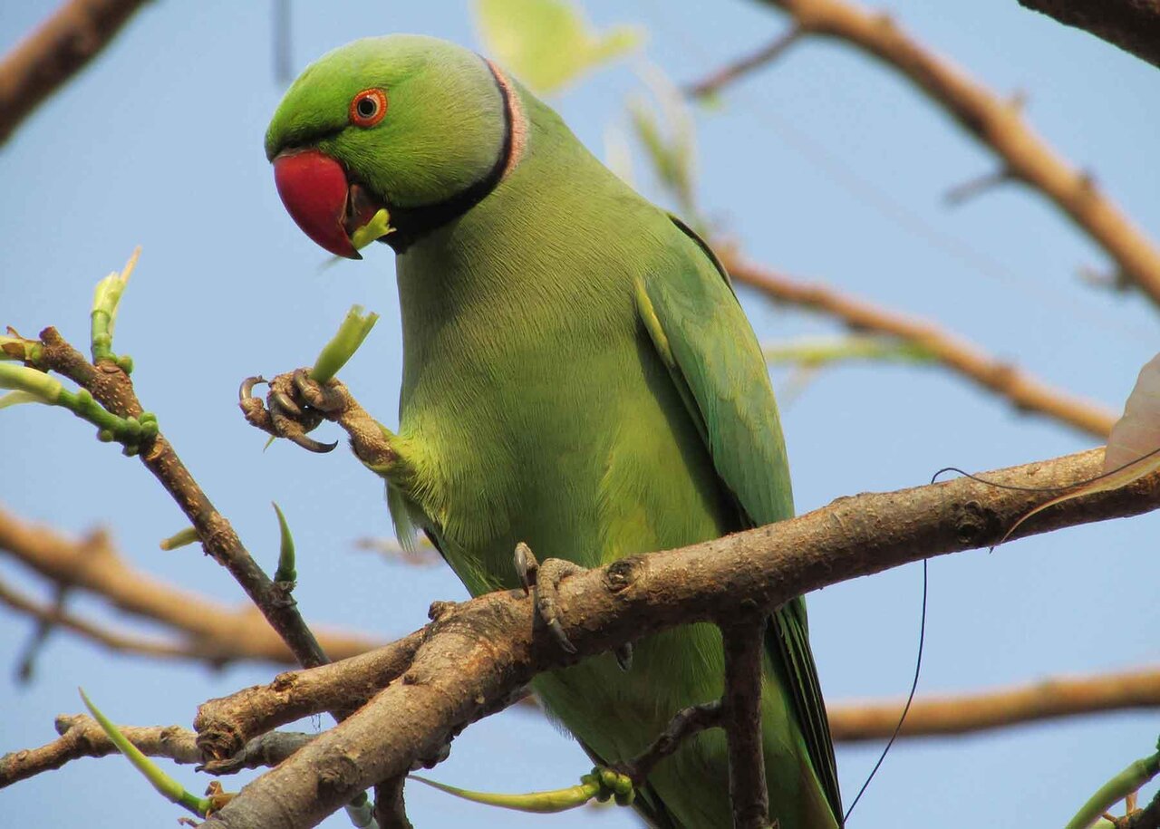 پرندهنگری در آسمان تهران