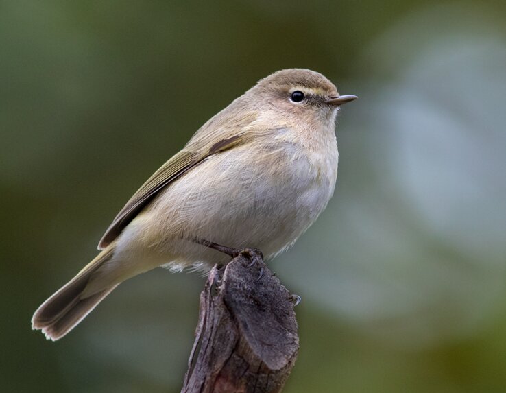 پرندهنگری در آسمان تهران