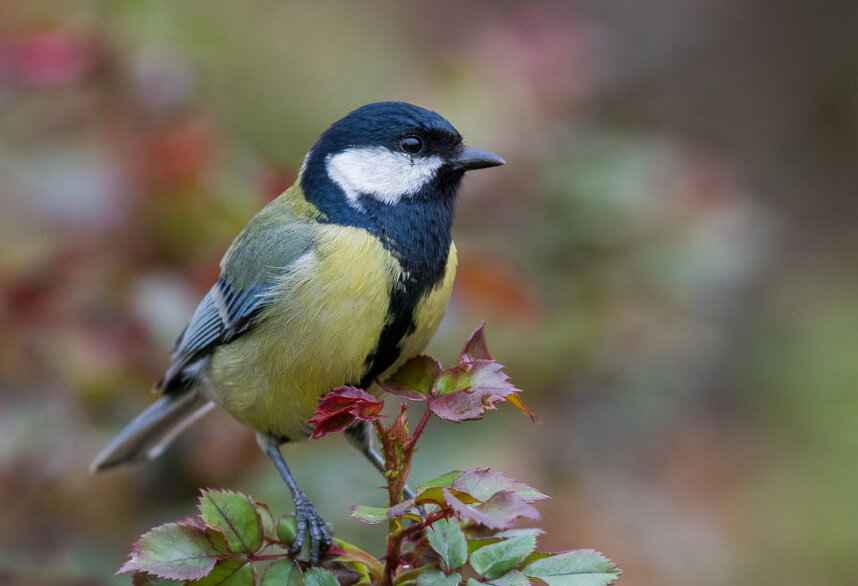 پرندهنگری در آسمان تهران