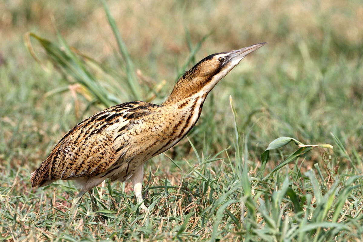 پرنده‌نگری در آسمان تهران