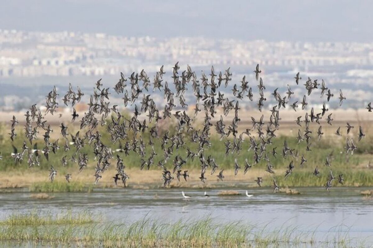پرندهنگری در آسمان تهران