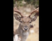 تصاویری از یک گونه نادر در قلب زاگرس | ویدئو