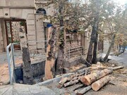 واقعیت ماجرای درختان باغ فردوس