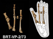 کشف راز ۳.۵ میلیون ساله | اجداد ما از دو گونه انسانی متفاوت بودند