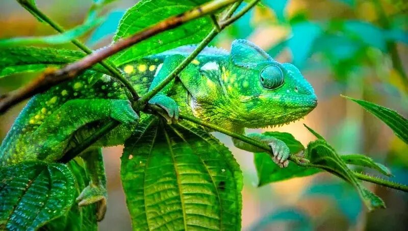 کمیاب ترین رنگ در طبیعت را ببینید