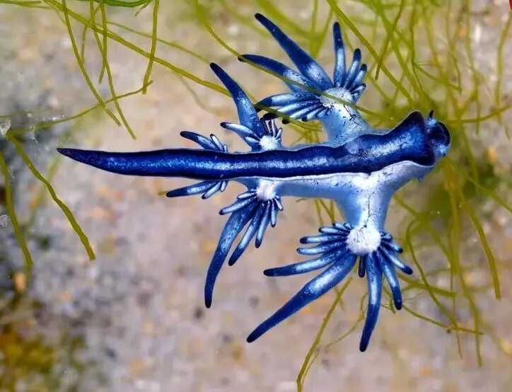 کمیاب ترین رنگ در طبیعت را ببینید