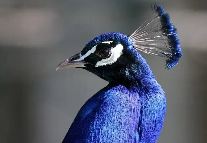 کمیاب ترین رنگ در طبیعت را ببینید