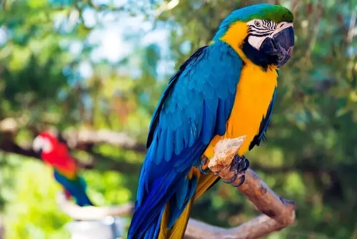 کمیاب ترین رنگ در طبیعت را ببینید