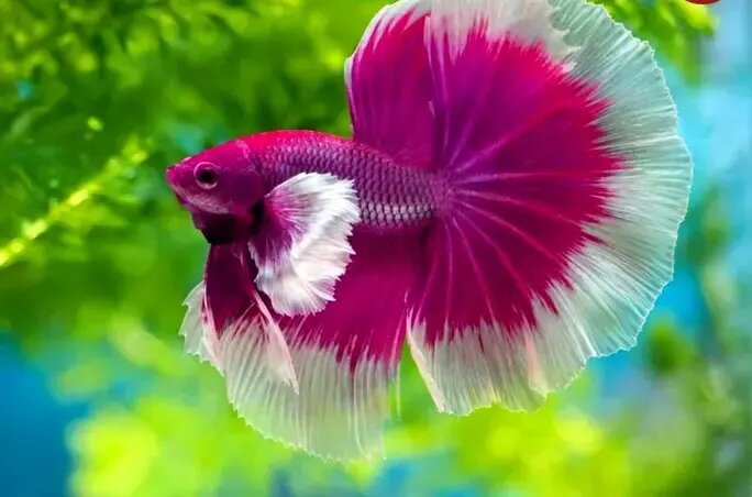 کمیاب ترین رنگ در طبیعت را ببینید