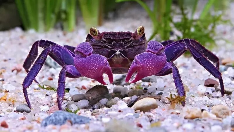 کمیاب ترین رنگ در طبیعت را ببینید