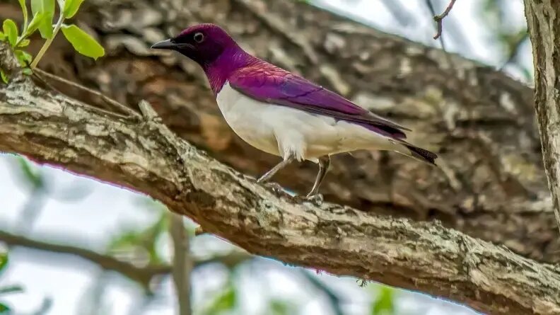 کمیاب ترین رنگ در طبیعت را ببینید