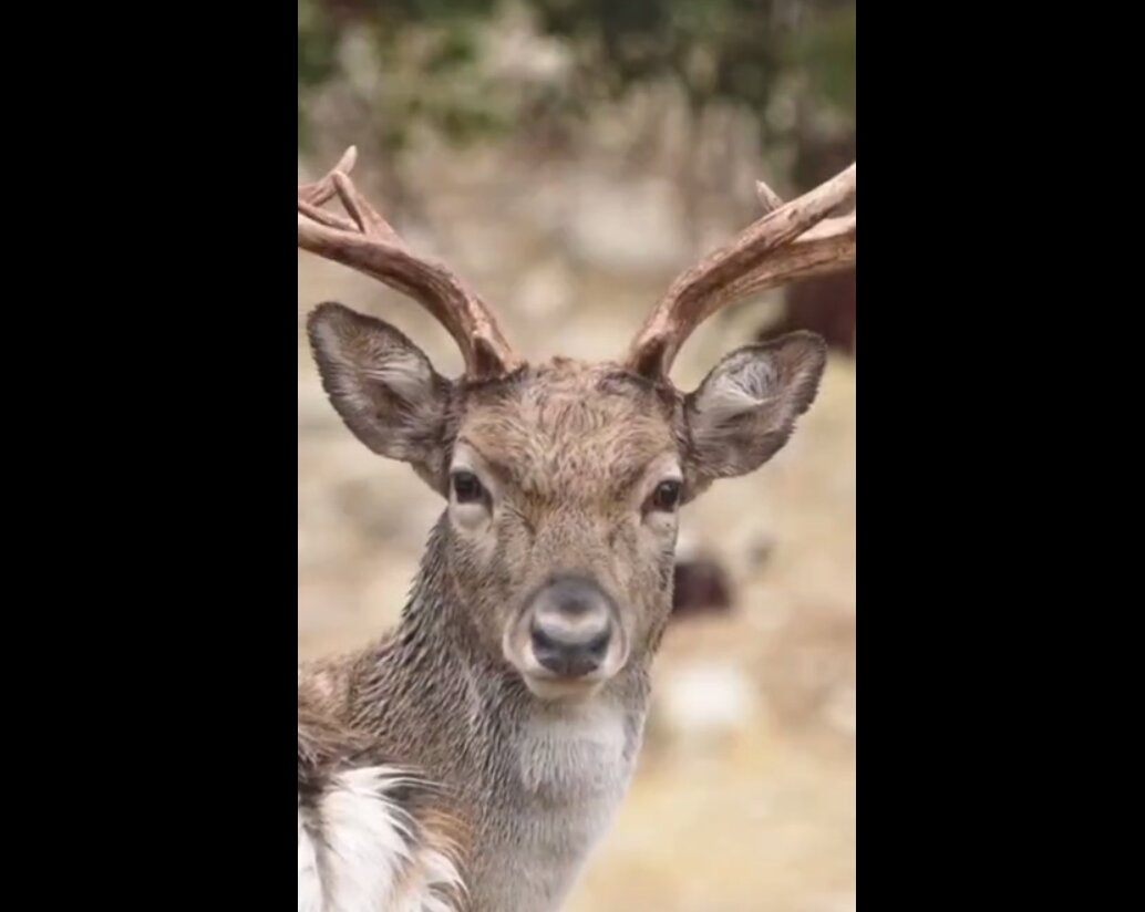 تصاویری از یک گونه نادر در قلب زاگرس | ویدئو