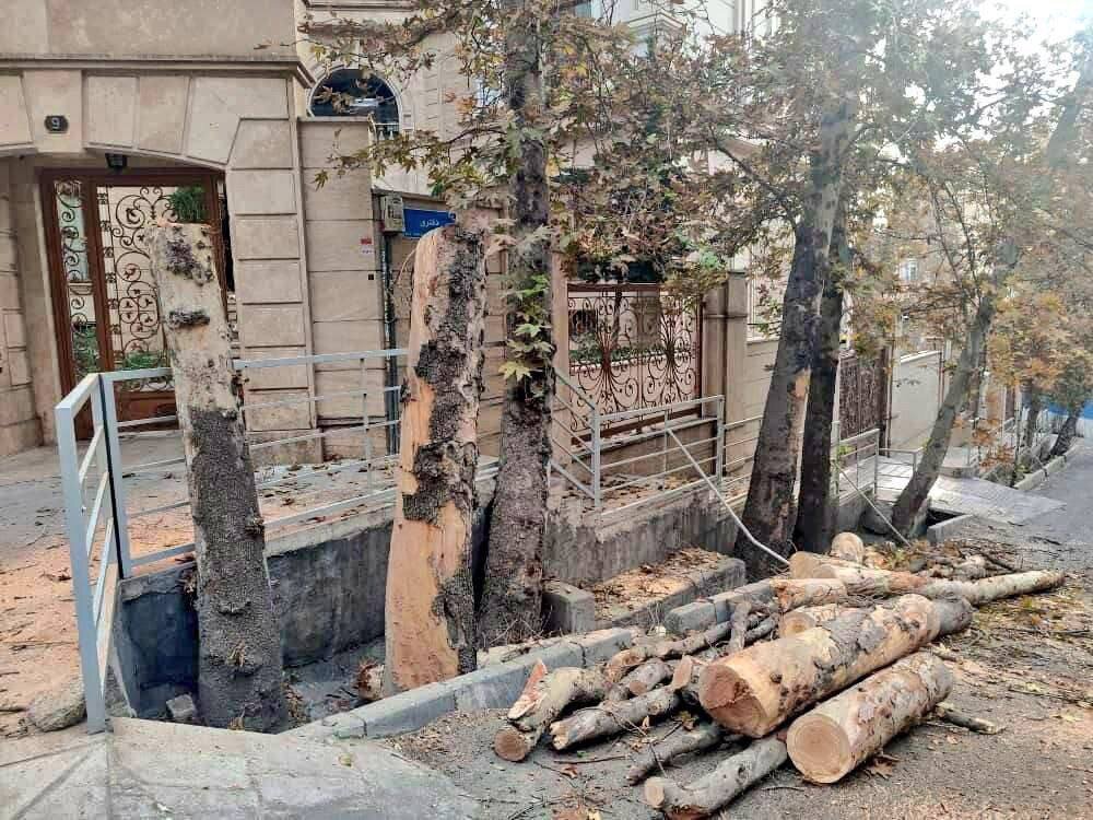 واقعیت ماجرای درختان باغ فردوس