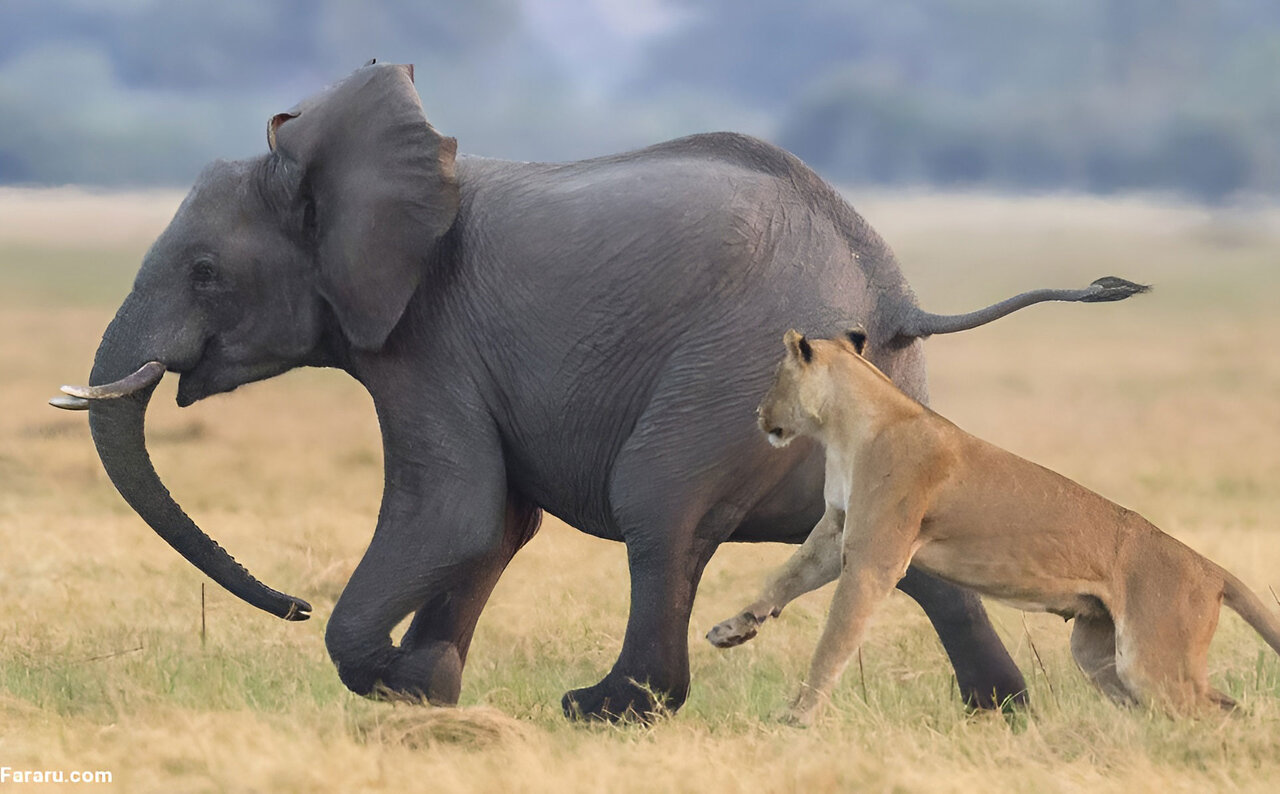 خطر له شدن شیر ماده زیر پای فیل؛ واکنش جالب شیر ماده را ببینید + ویدئو