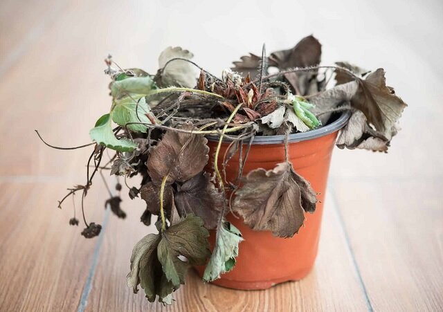 اگر یکی از این ۶ نشانه را دیدید، فورا گیاه آپارتمانیتان را دور بیندازید! اگر یکی از این ۶ نشانه را دیدید، فورا گیاه آپارتمانیتان را دور بیندازید!